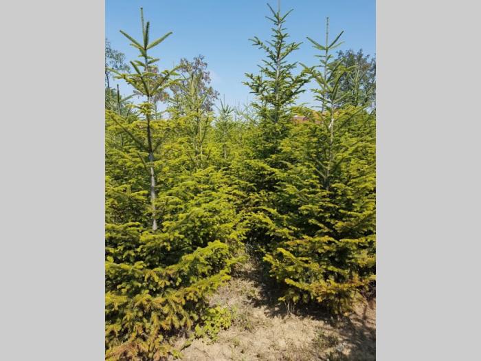prodaja jela abies alba besplatni mali oglasi