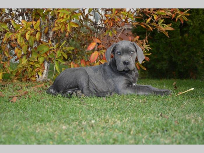 cane corso štenci besplatni mali oglasi