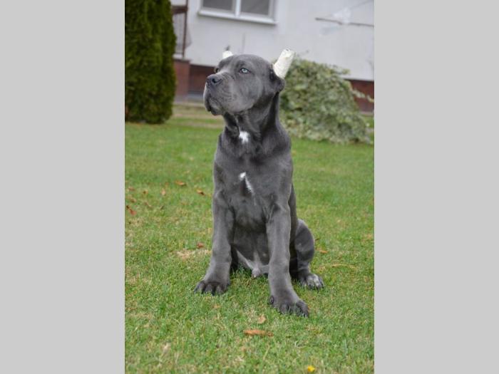cane corso štenci besplatni mali oglasi