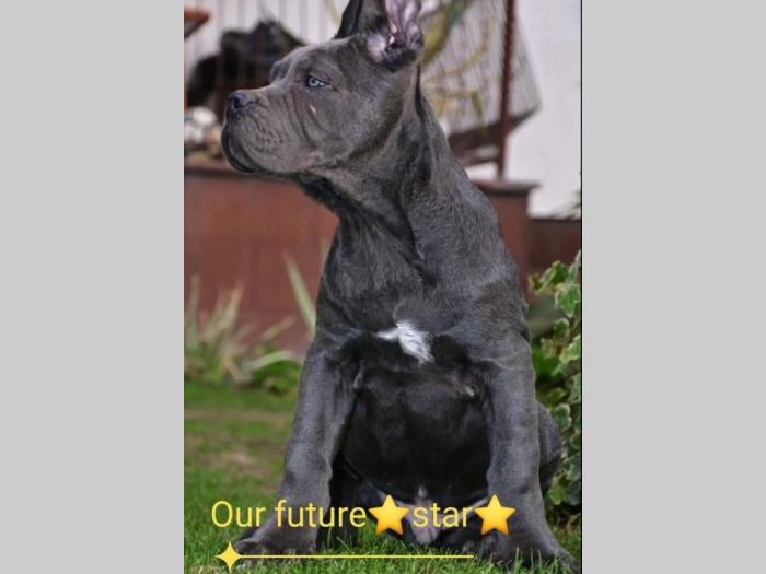 cane corso štenci besplatni mali oglasi