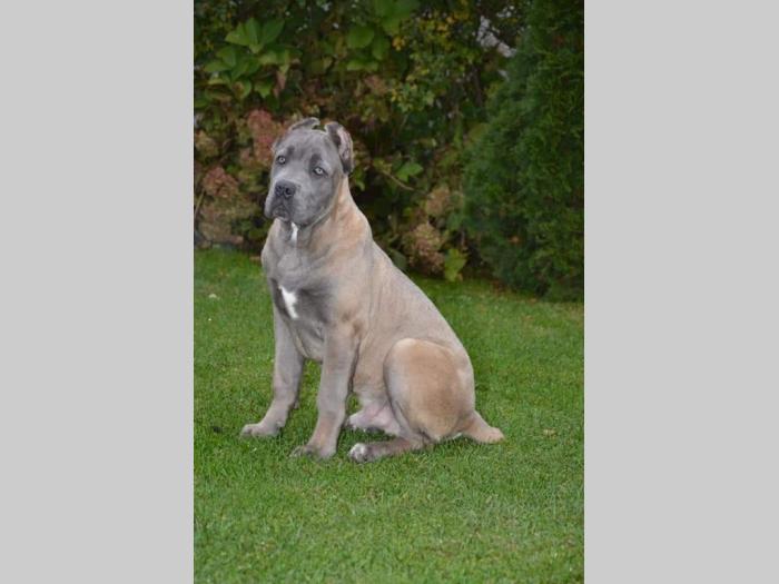 cane corso štenci besplatni mali oglasi