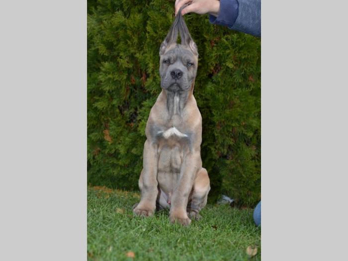 cane corso štenci besplatni mali oglasi