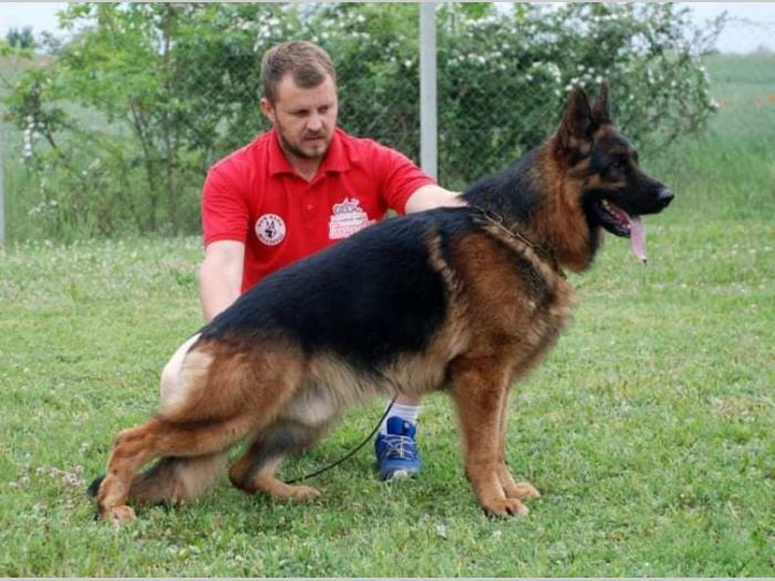 vrhunski štenci namačkog ovčara besplatni mali oglasi
