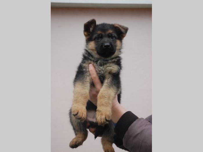 nemački ovčar štenci besplatni mali oglasi
