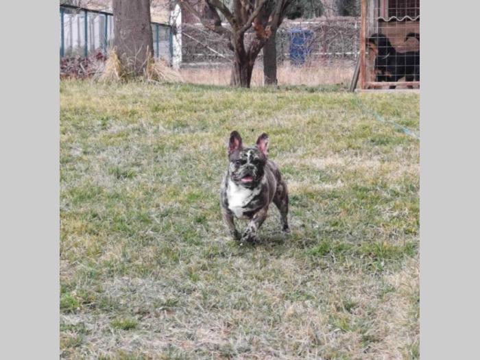 merle francuski buldog slobodan za parenje besplatni mali oglasi