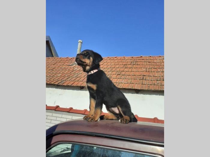 rotvajler štenci besplatni mali oglasi