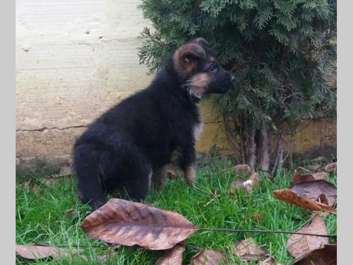 nemački ovčar štenci besplatni mali oglasi