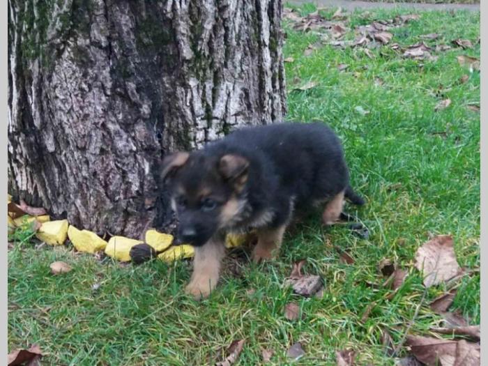 nemački ovčar štenci besplatni mali oglasi