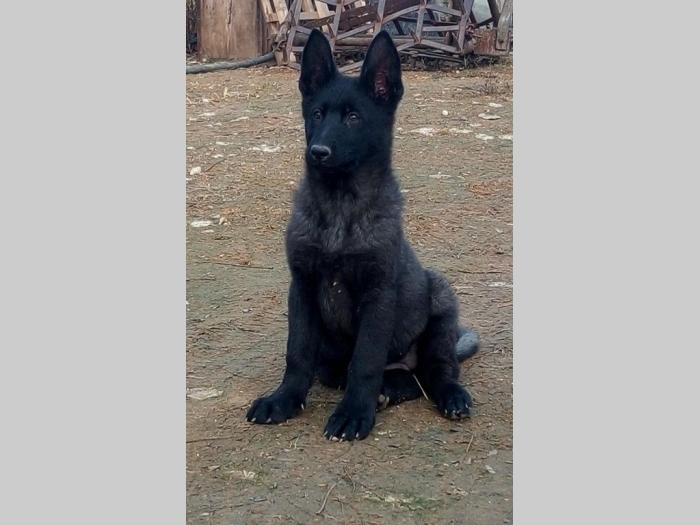crni nemački ovčar štenci na prodaju besplatni mali oglasi