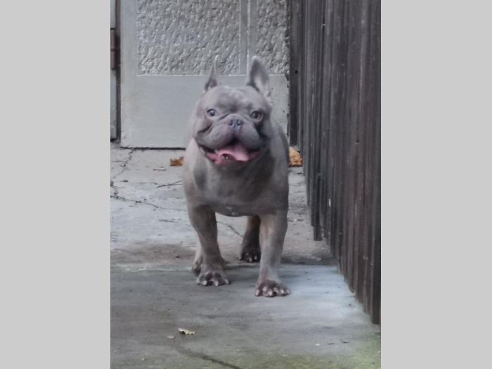 francuski buldog štenci egzotičnih boja besplatni mali oglasi