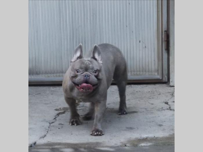 francuski buldog štenci egzotičnih boja besplatni mali oglasi
