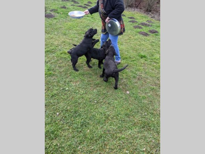 štenci labradora besplatni mali oglasi