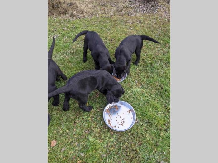 štenci labradora besplatni mali oglasi