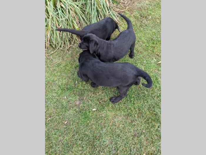 štenci labradora besplatni mali oglasi