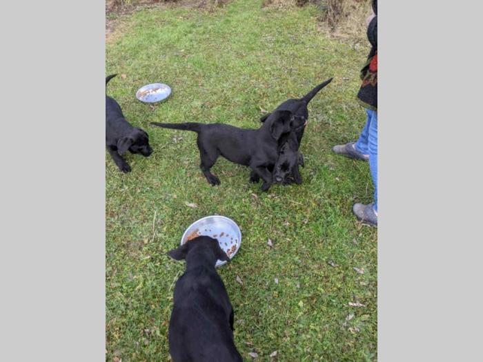 štenci labradora besplatni mali oglasi