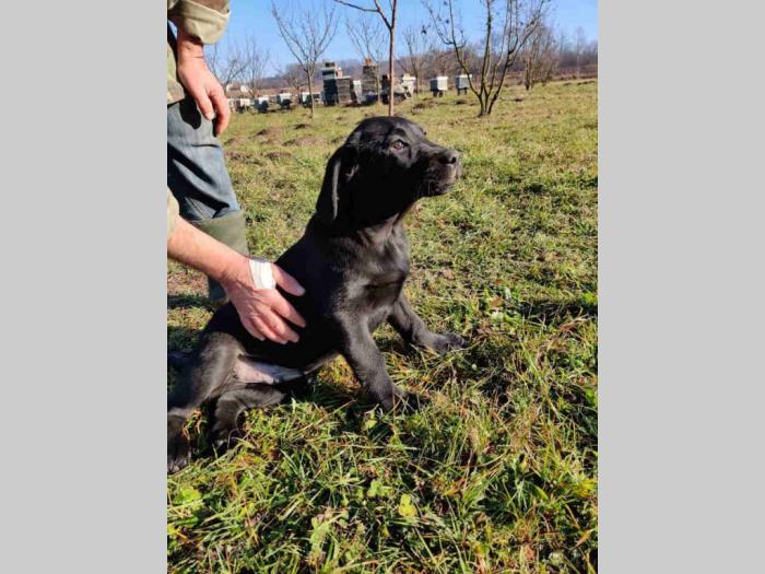 štenci labradora besplatni mali oglasi
