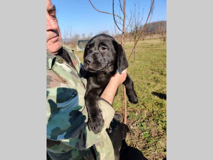 štenci labradora besplatni mali oglasi