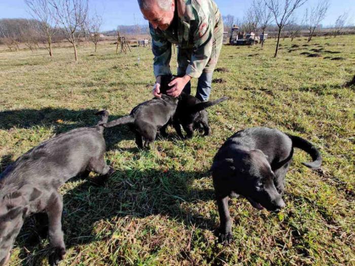 štenci labradora besplatni mali oglasi