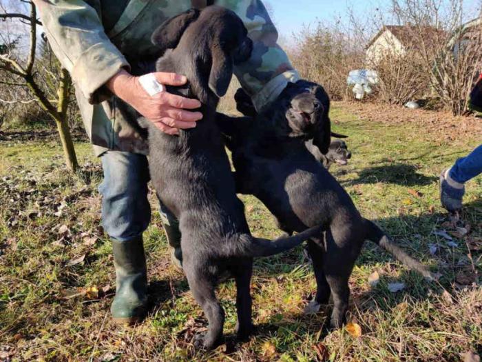 štenci labradora besplatni mali oglasi
