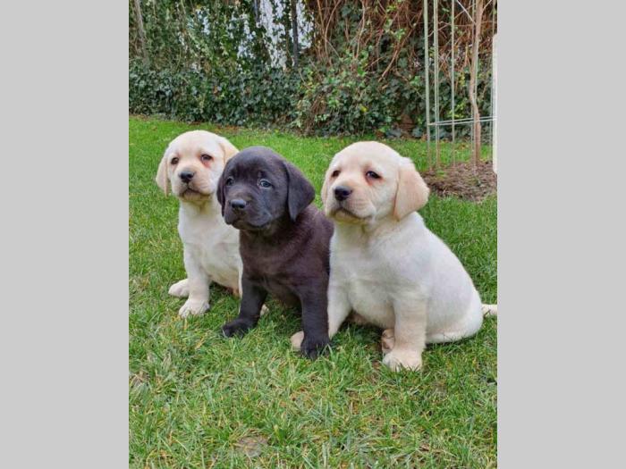 labrador vrhunsko leglo besplatni mali oglasi