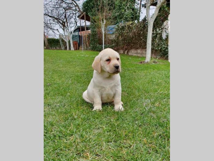 labrador vrhunsko leglo besplatni mali oglasi