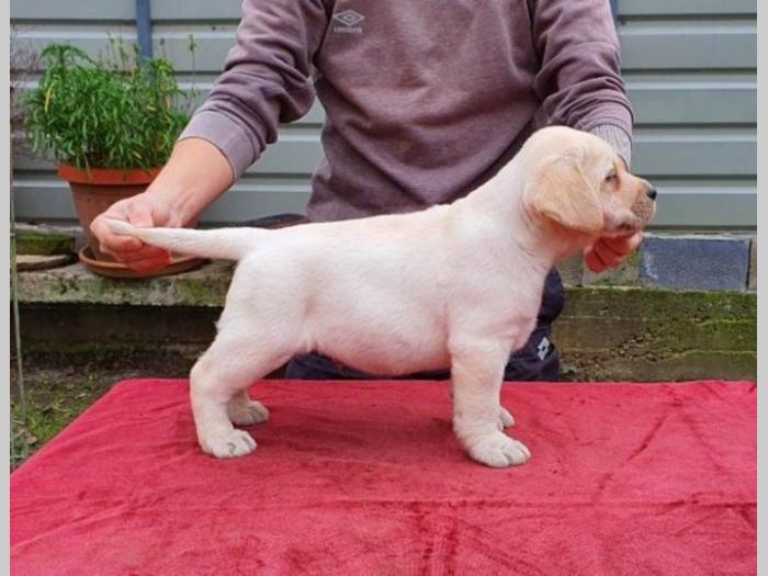 labrador vrhunsko leglo besplatni mali oglasi