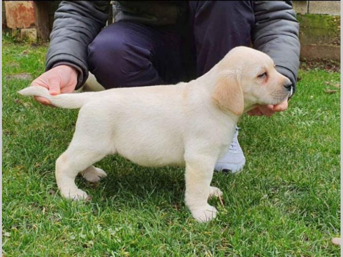 labrador vrhunsko leglo besplatni mali oglasi