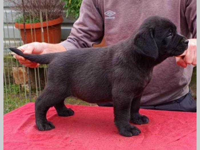 labrador vrhunsko leglo besplatni mali oglasi