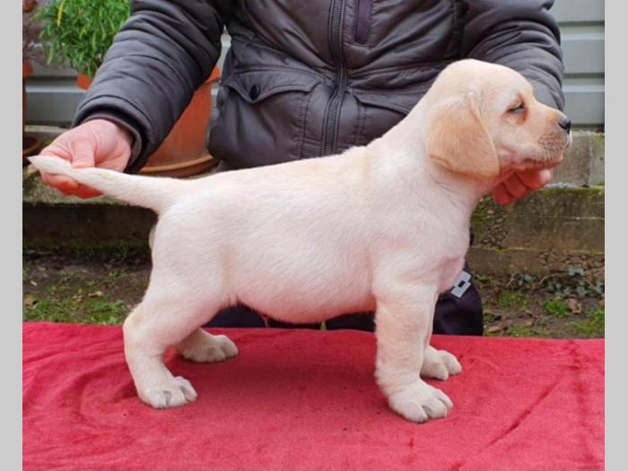 labrador vrhunsko leglo besplatni mali oglasi