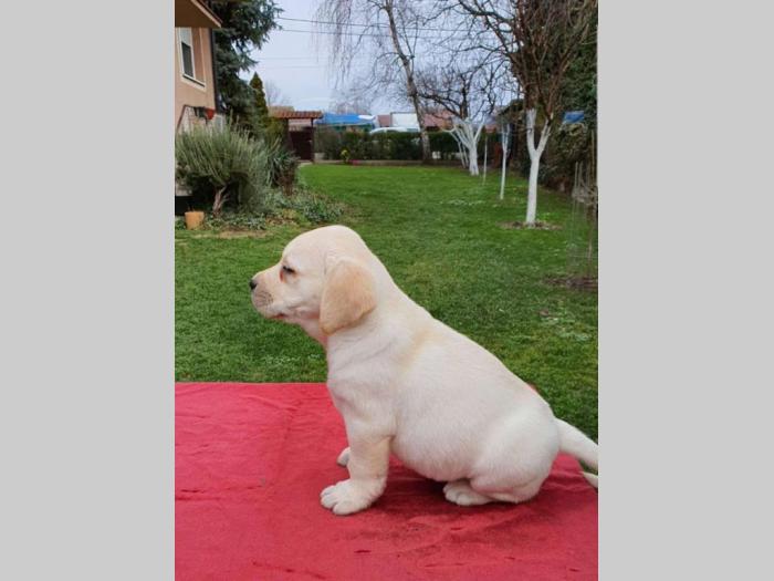 labrador vrhunsko leglo besplatni mali oglasi