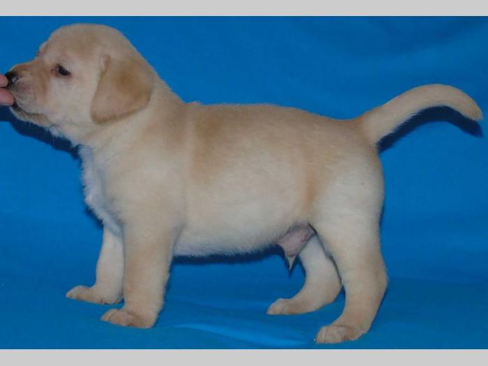 odgajivačnica labradora kingdom of labrador besplatni mali oglasi