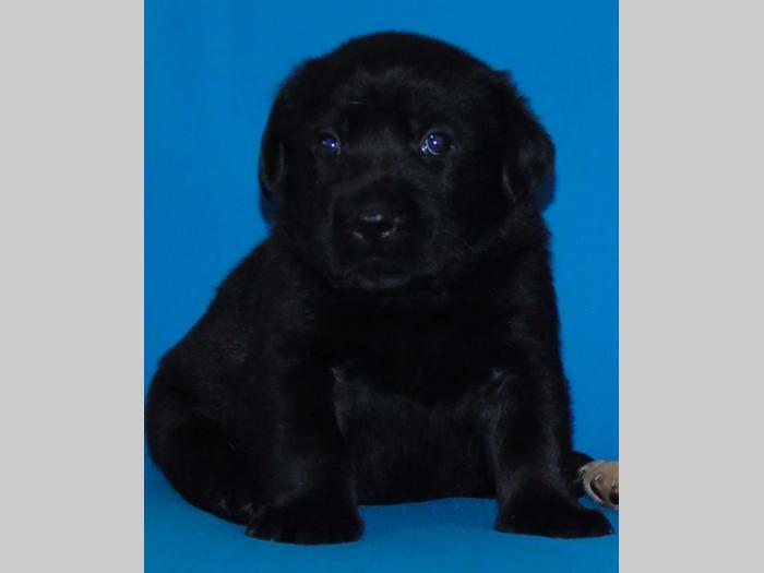 odgajivačnica labradora kingdom of labrador besplatni mali oglasi