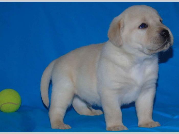 odgajivačnica labradora kingdom of labrador besplatni mali oglasi