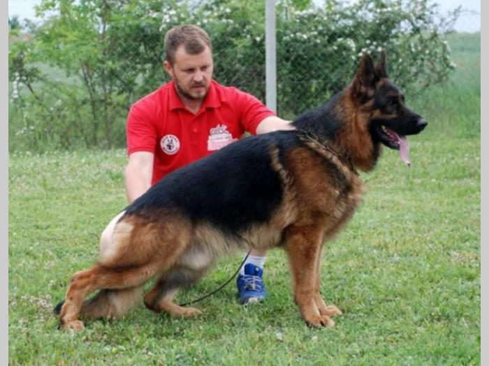 vrhunski štenci nemačkog ovčara besplatni mali oglasi