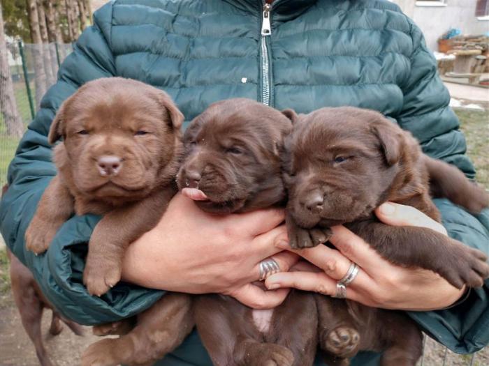 čokoladni labradori vrhunskog porekla besplatni mali oglasi