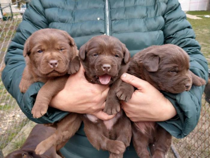 čokoladni labradori vrhunskog porekla besplatni mali oglasi