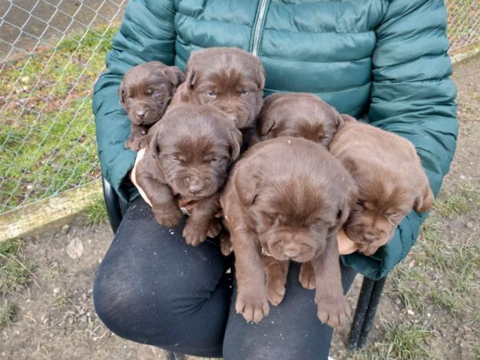 čokoladni labradori vrhunskog porekla besplatni mali oglasi