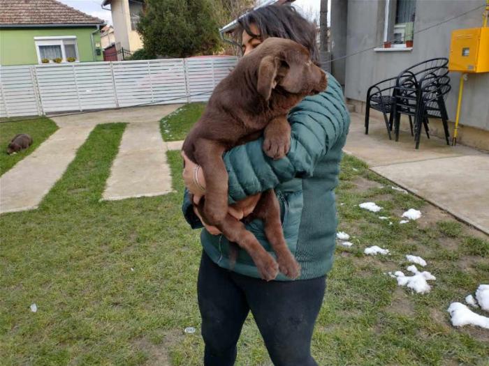 čokoladni labradori vrhunskog porekla besplatni mali oglasi