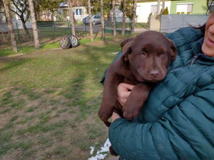 čokoladni labradori vrhunskog porekla besplatni mali oglasi