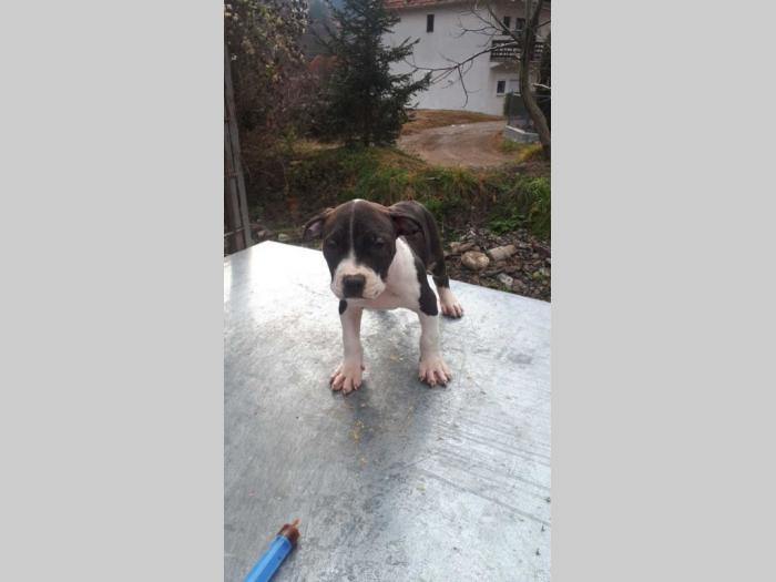 pit bull terijer štenci besplatni mali oglasi