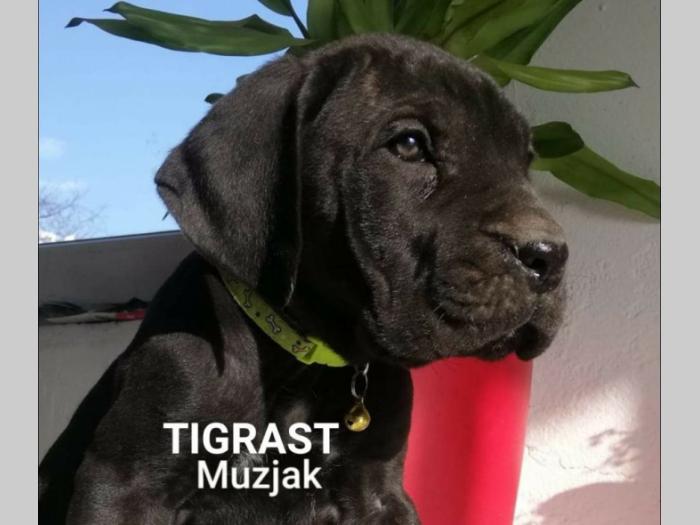 štenci cane corso besplatni mali oglasi