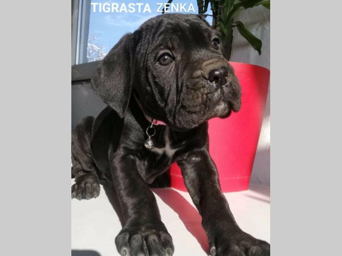 štenci cane corso besplatni mali oglasi