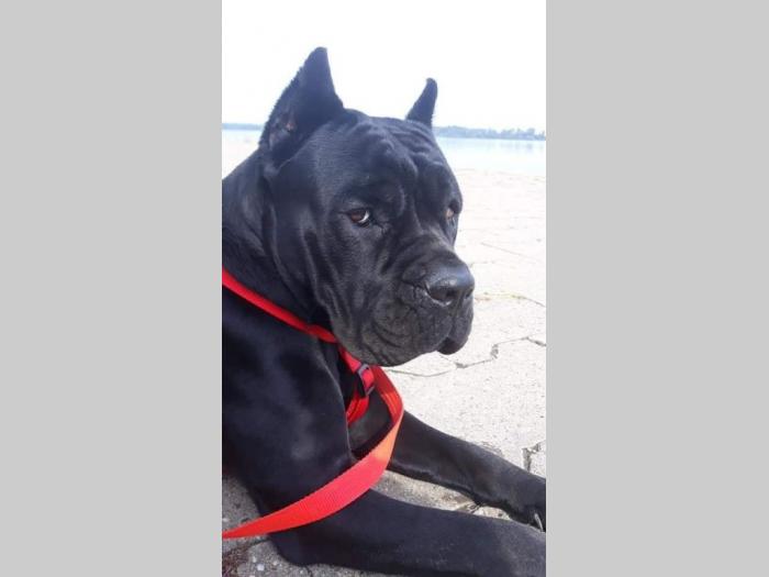 štenci cane corso besplatni mali oglasi