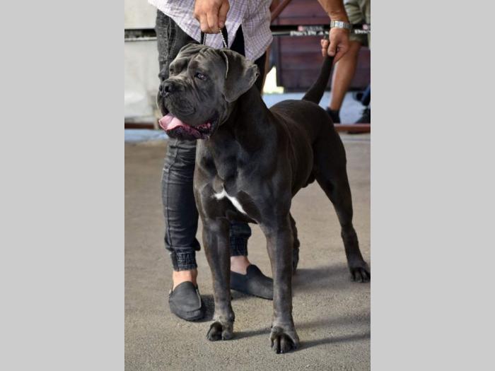 štenci cane corso besplatni mali oglasi