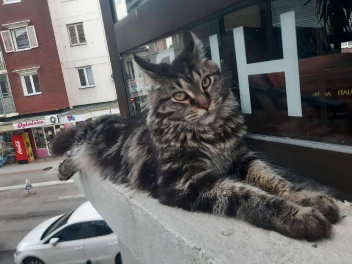 mačka maine coon traži mužjaka za parenje besplatni mali oglasi