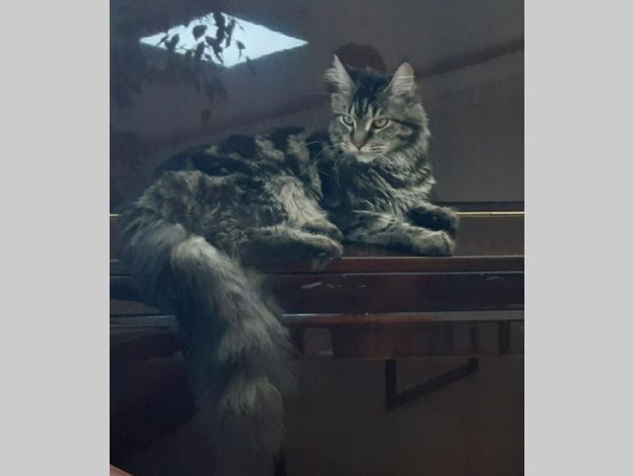 mačka maine coon traži mužjaka za parenje besplatni mali oglasi