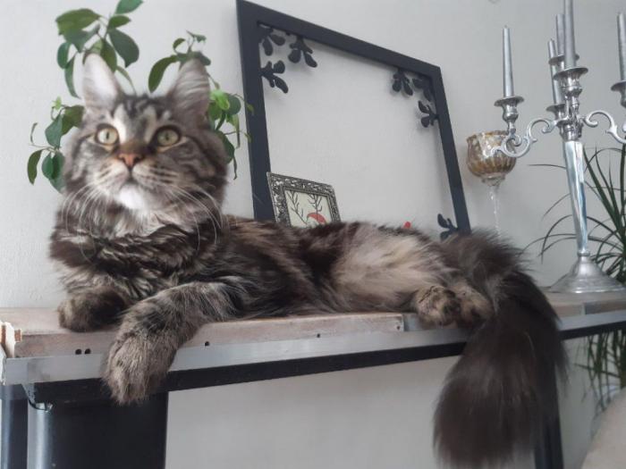 mačka maine coon traži mužjaka za parenje besplatni mali oglasi