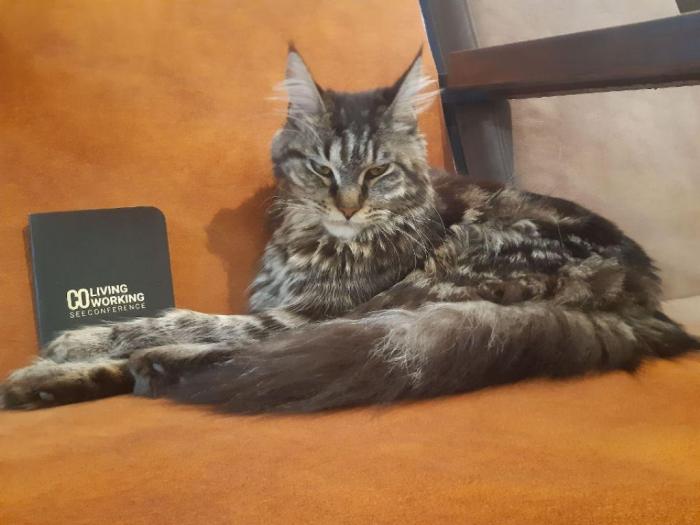 mačka maine coon traži mužjaka za parenje besplatni mali oglasi