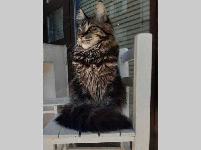 mačka maine coon traži mužjaka za parenje besplatni mali oglasi