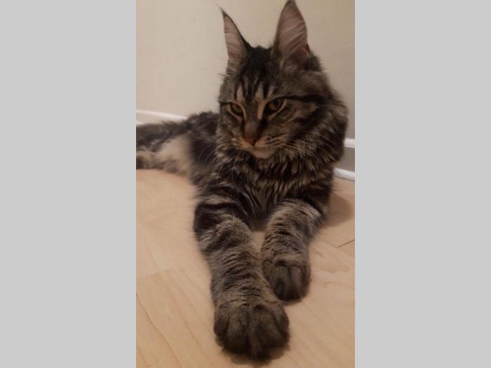 mačka maine coon traži mužjaka za parenje besplatni mali oglasi